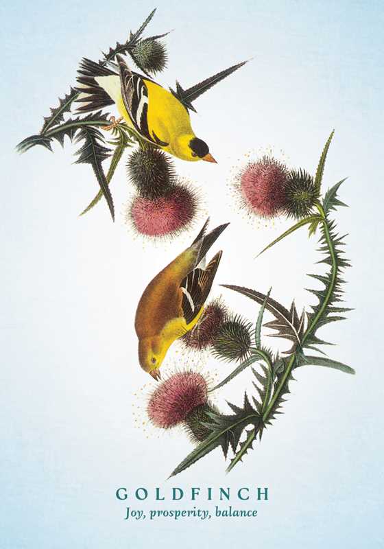 The Spiritual Meaning of Birds Oracle Deck guidebook view