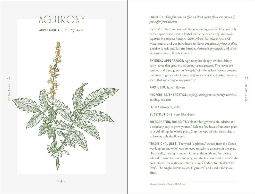 Agrimony plant profile and botanical illustration from The Complete Folk Herbal