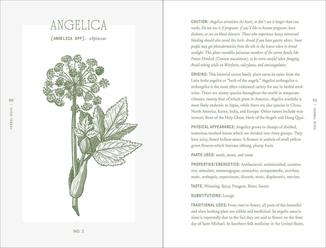 Angelica plant profile and botanical illustration from The Complete Folk Herbal